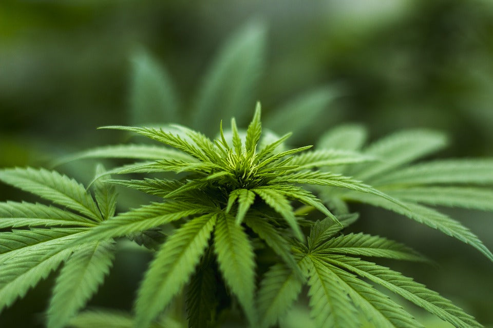 How Is CBD Used To Benefit Health?