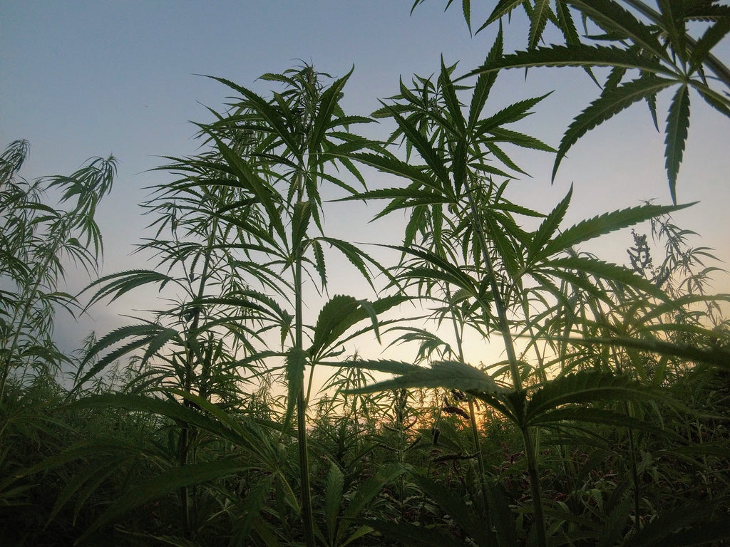 Everything You Need to Understand About CBD Tincture