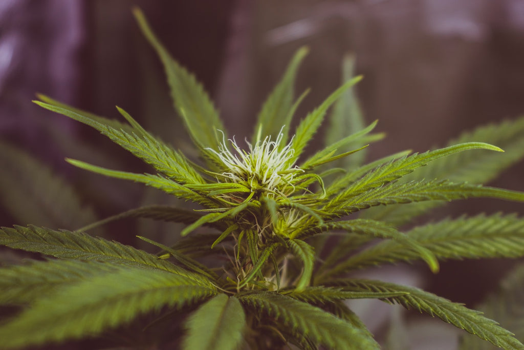Can CBD Help You Sleep Better?
