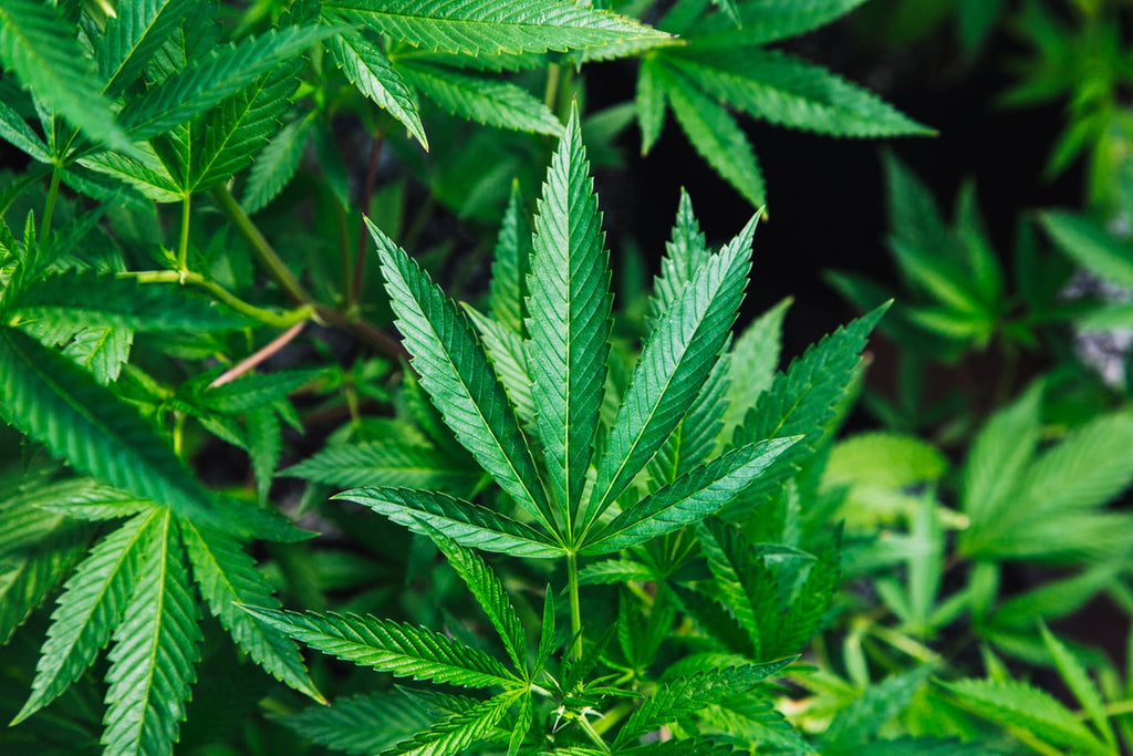 Top 3 Ways CBD Helps
